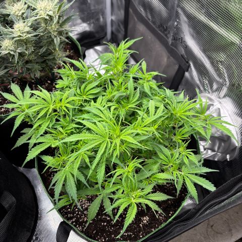 Mix 4 growlog timeline photo