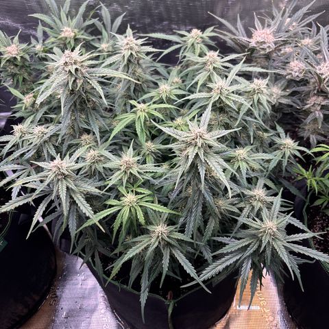 Jack 47 Auto 2 growlog timeline photo