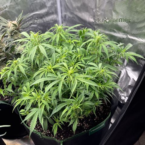 Mix 4 growlog timeline photo