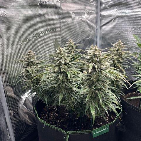 Jack 47 Auto 1 growlog timeline photo