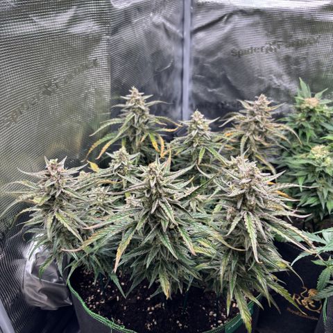 Jack 47 Auto 1 growlog timeline photo