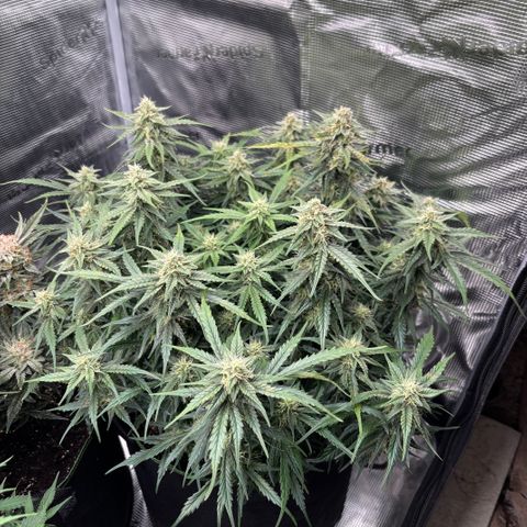 Jack 47 Auto 2 growlog timeline photo