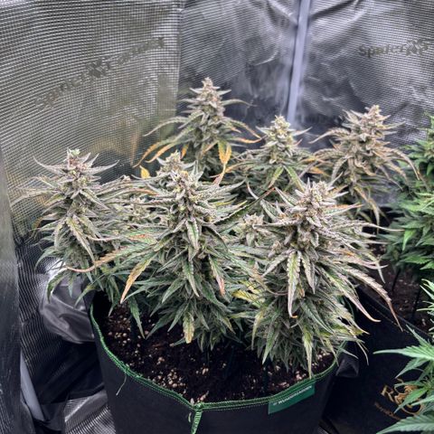 Jack 47 Auto 1 growlog timeline photo