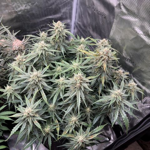 Jack 47 Auto 2 growlog timeline photo