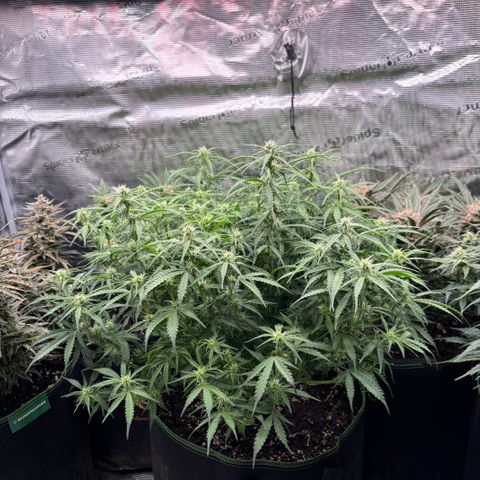 Mix 4 growlog timeline photo