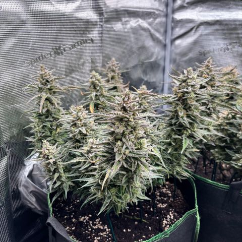 Jack 47 Auto 1 growlog timeline photo