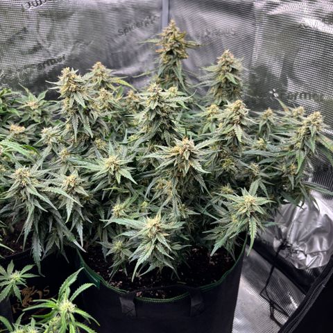 Jack 47 Auto 2 growlog timeline photo