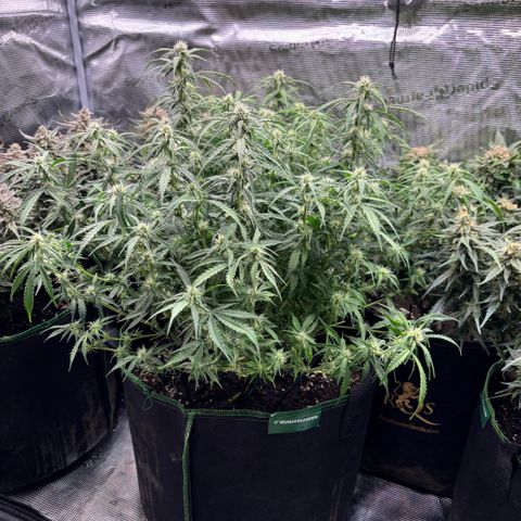 Mix 4 growlog timeline photo