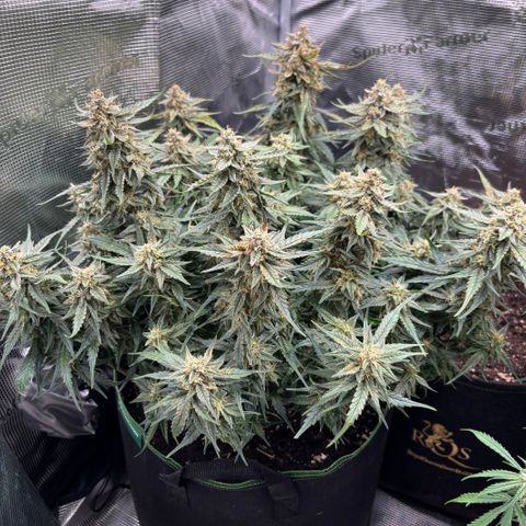 Jack 47 Auto 2 growlog timeline photo