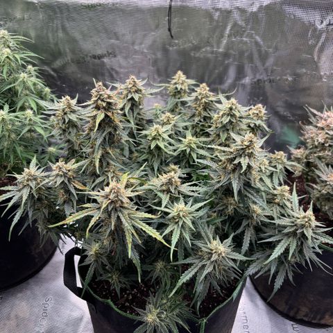 Jack 47 Auto 1 growlog timeline photo