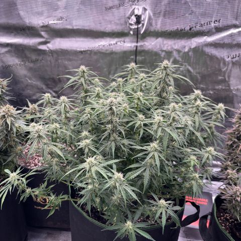 Mix 4 growlog timeline photo