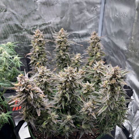 Jack 47 Auto 1 growlog timeline photo