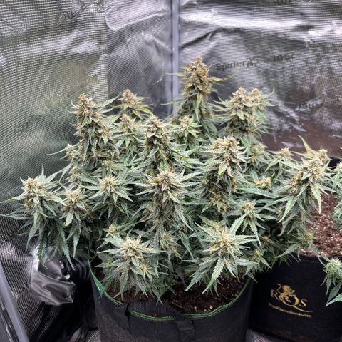 Jack 47 Auto 2 growlog timeline photo