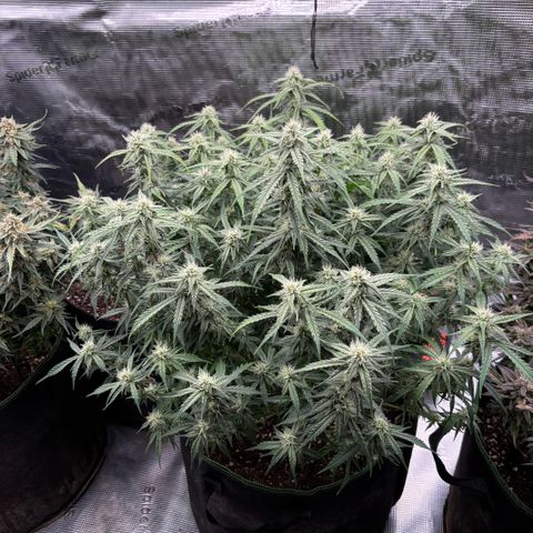 Mix 4 growlog timeline photo