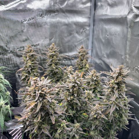 Jack 47 Auto 1 growlog timeline photo