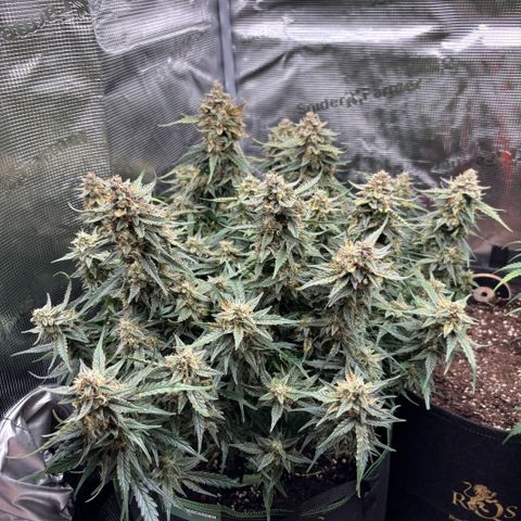 Jack 47 Auto 2 growlog timeline photo