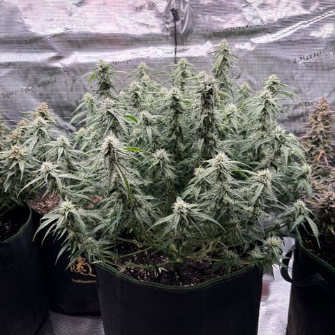 Mix 4 growlog timeline photo