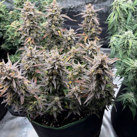 Jack 47 Auto 1 growlog timeline photo