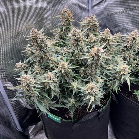 Jack 47 Auto 2 growlog timeline photo