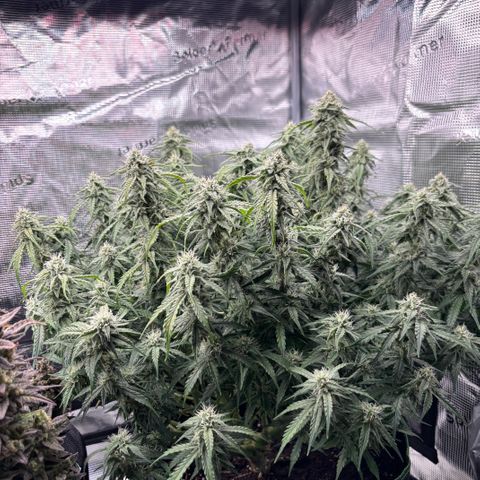 Mix 4 growlog timeline photo