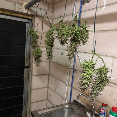 Jack 47 Auto 1 growlog timeline photo