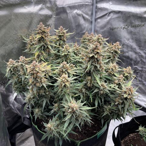 Jack 47 Auto 2 growlog timeline photo