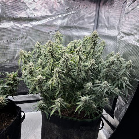 Mix 4 growlog timeline photo