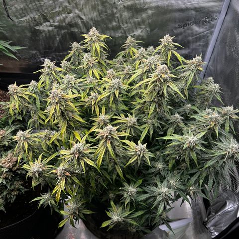 Mix 4 growlog timeline photo