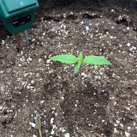 Bruce Banner Auto growlog timeline photo
