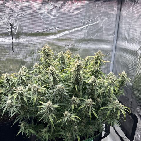 Mix 4 growlog timeline photo
