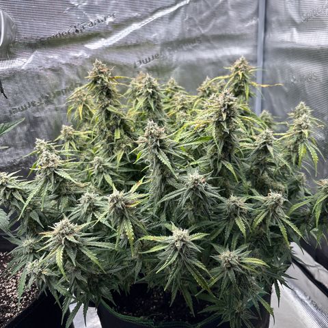 Mix 4 growlog timeline photo