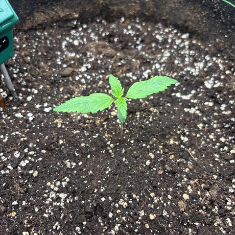 Bruce Banner Auto growlog timeline photo