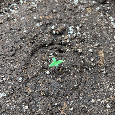 Gorilla Punch Auto growlog timeline photo