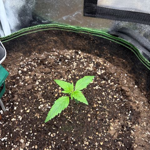Bruce Banner Auto growlog timeline photo