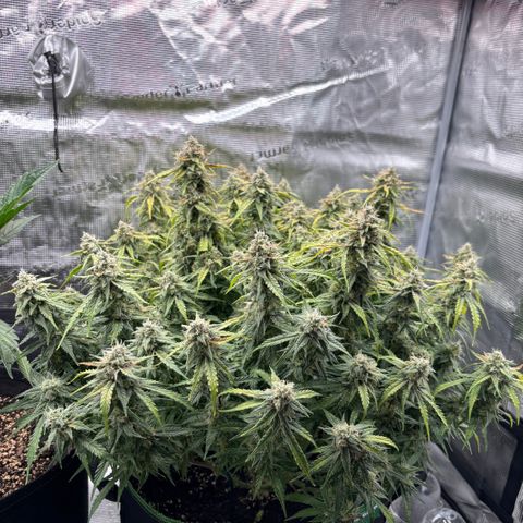 Mix 4 growlog timeline photo