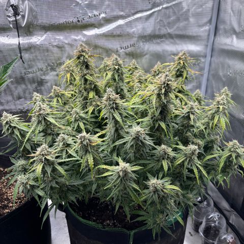 Mix 4 growlog timeline photo