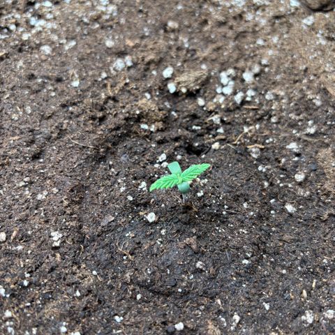 Gorilla Punch Auto growlog timeline photo