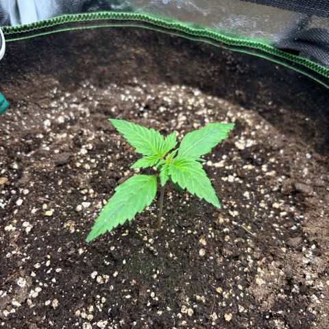 Bruce Banner Auto growlog timeline photo