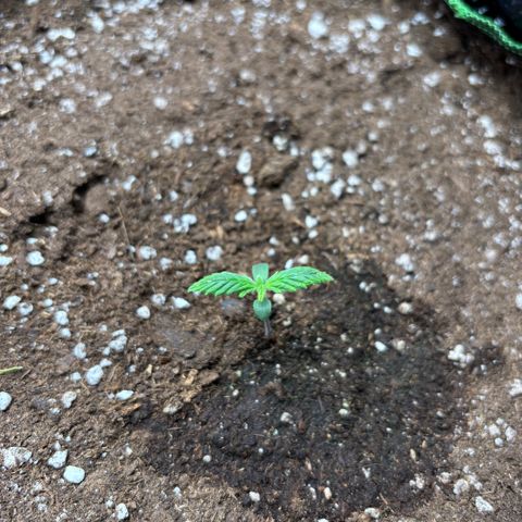 Gorilla Punch Auto growlog timeline photo