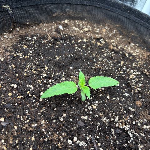 Fatkidâ€™s Cake Photo growlog timeline photo