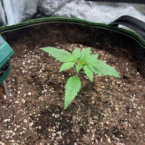 Bruce Banner Auto growlog timeline photo