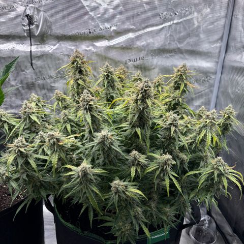 Mix 4 growlog timeline photo