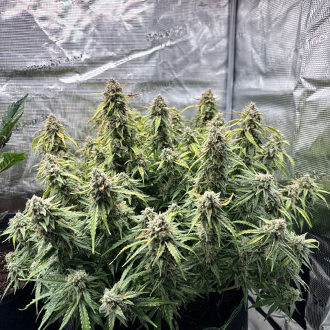 Mix 4 growlog timeline photo