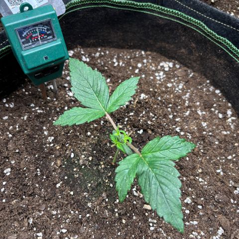 Bruce Banner Auto growlog timeline photo