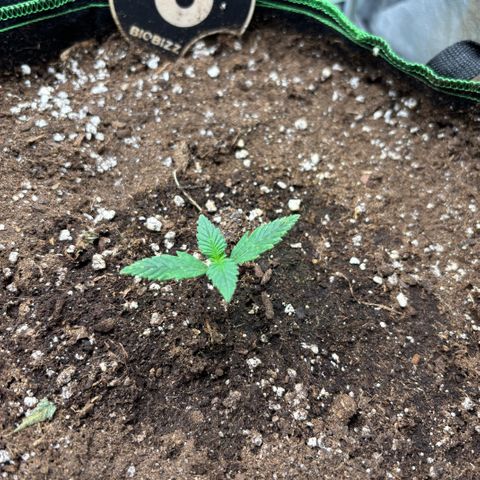Gorilla Punch Auto growlog timeline photo