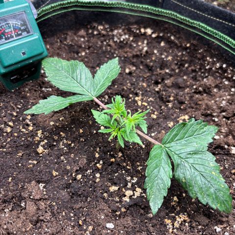Bruce Banner Auto growlog timeline photo
