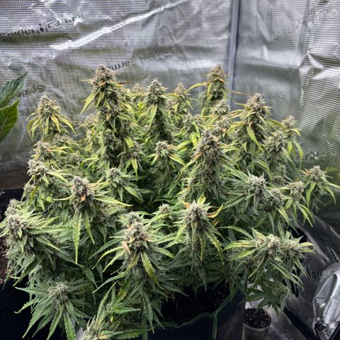 Mix 4 growlog timeline photo