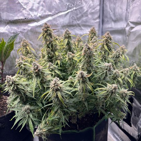 Mix 4 growlog timeline photo