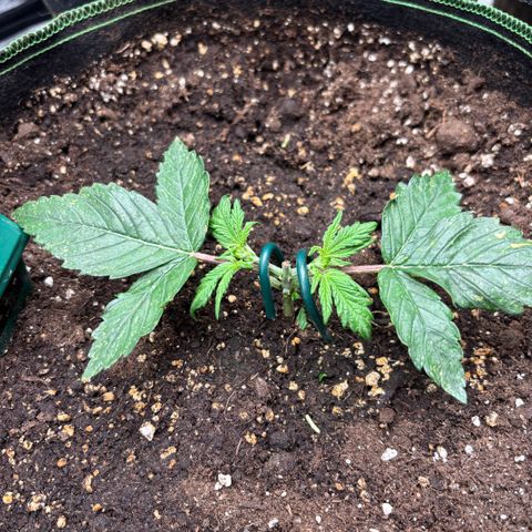Bruce Banner Auto growlog timeline photo