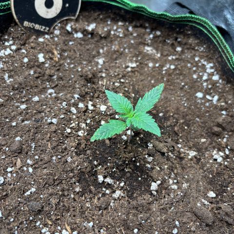 Gorilla Punch Auto growlog timeline photo